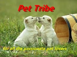 the tribez pets the tribez pets