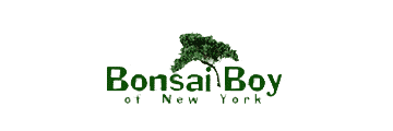 Bonsai Boy of New York Black Friday Bonsai Boy of New York Black Friday