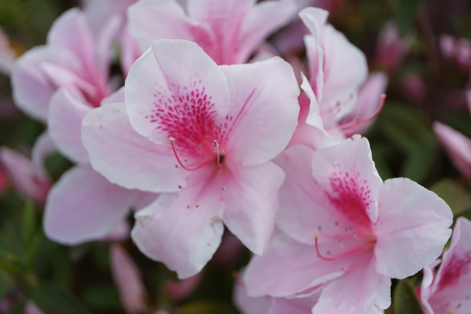 平戸躑躅のピンクの大きな花