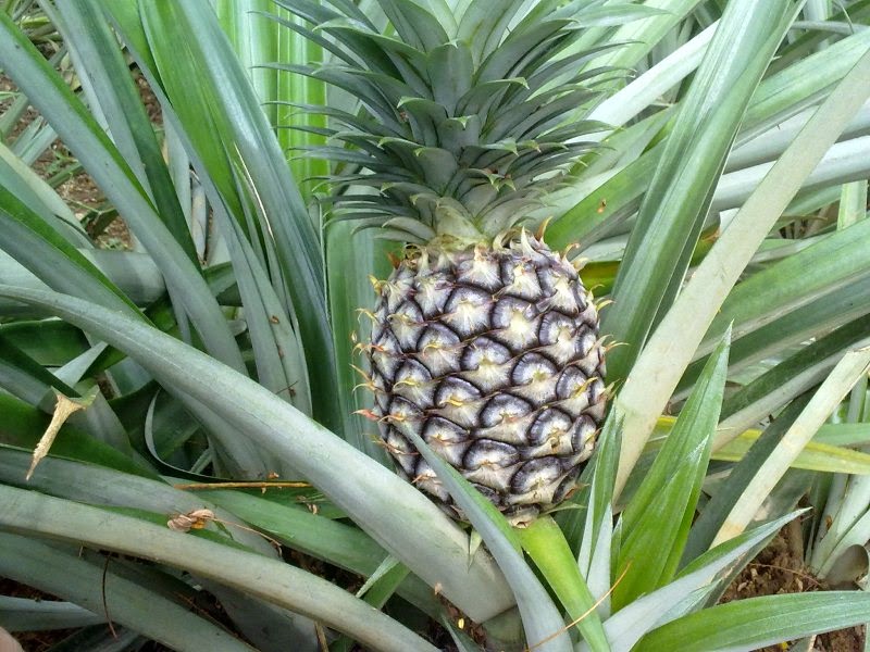 Health Benefits of Pineapple Fruit (Ananas comosus) For Beauty and