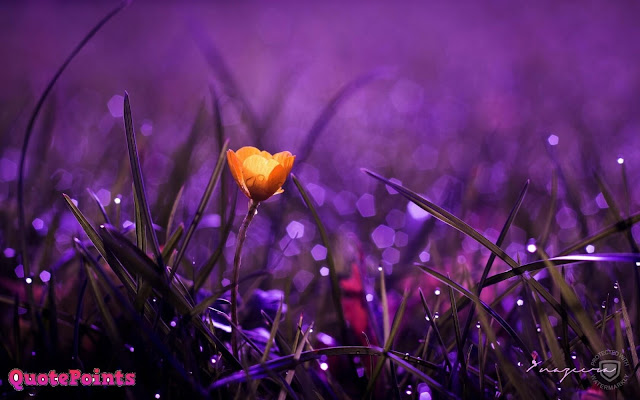 good morning images with rose flowers good morning images with rose flowers