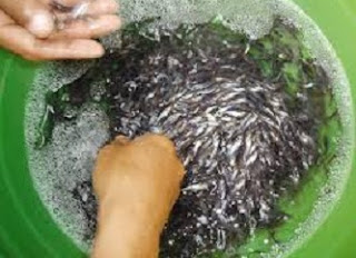 cara budidaya ikan bandeng tambak,cara budidaya ikan bandeng di kolam terpal,pakan ikan bandeng tambak,budidaya ikan bandeng air tawar,budidaya ikan bandeng di tambak,budidaya bandeng intensif, cara budidaya ikan bandeng tambak,cara budidaya ikan bandeng di kolam terpal,pakan ikan bandeng tambak,budidaya ikan bandeng air tawar,budidaya ikan bandeng di tambak,budidaya bandeng intensif,