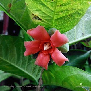 ดอกโมกแดงเขาใหญ่, โมกขน ( Wrightia coccinea ) โมกพื้นเมืองของไทย