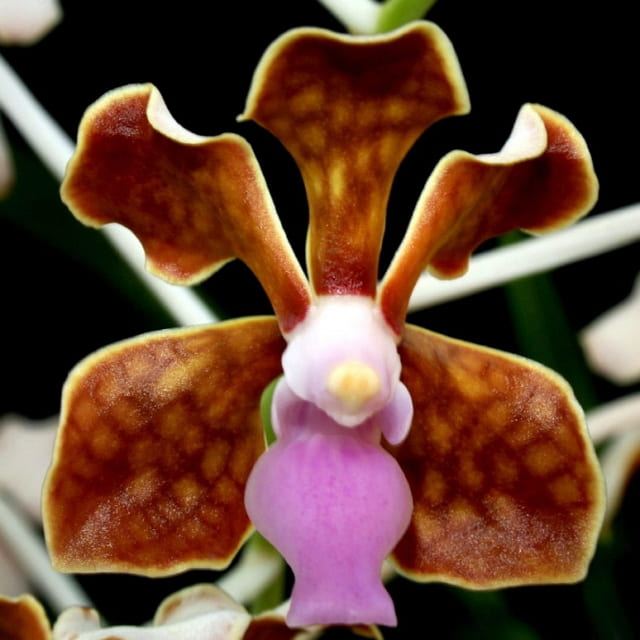 Anggrek Vanda Limbata Pleres