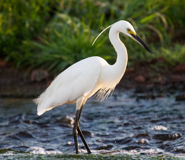 Little_Egret.jpg