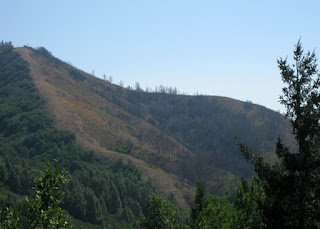 Scorched slopes of Loma Prieta, Santa Cruz County, California