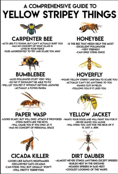 Cameron County PA News: Know your Bees!