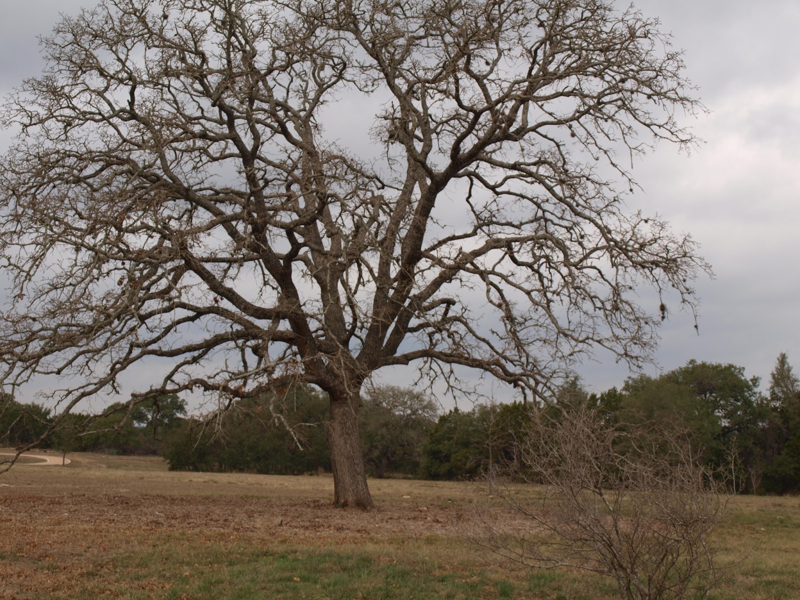 A Life Inspired by Nature Beautiful Trees