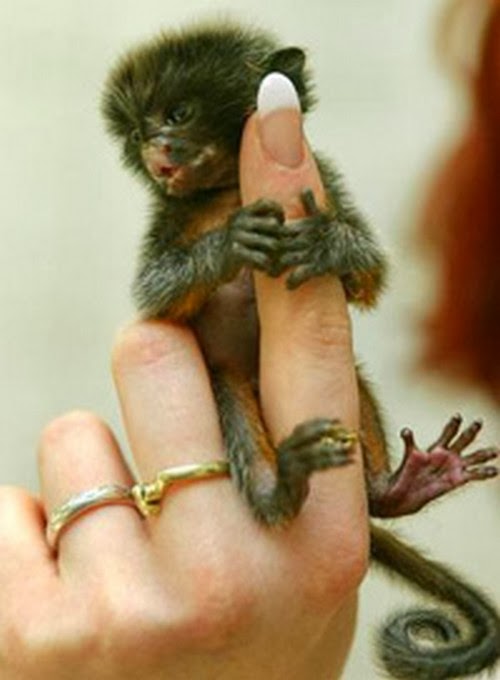 tinny animals on fingers 3