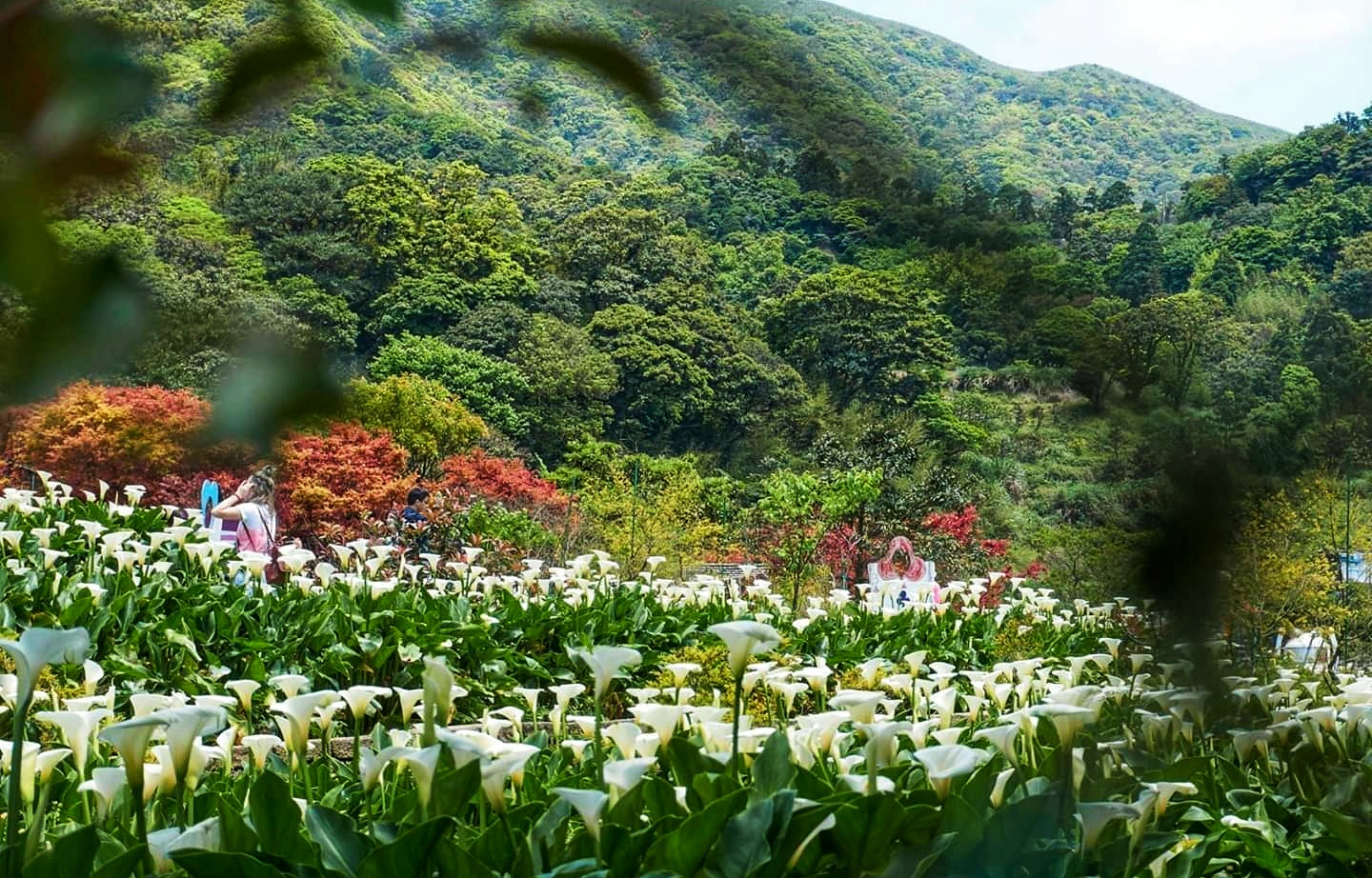 Calla Lily Festival Returns To Zhuzihu At Yangmingshan National Park