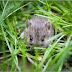 Tikus Gagalkan Panen di Tulangbawang Barat