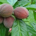 Unbelievable New Discovery! This Fruit Destroys Cancer Within Minutes