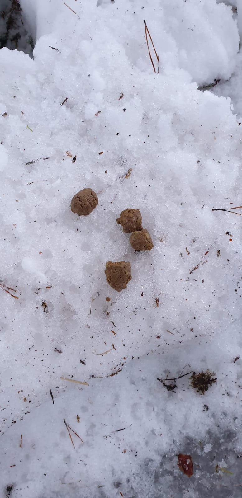 giardia koira kenet fertőzés a férfiak invro