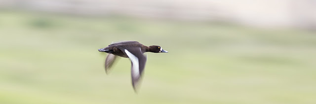 Female Tufted Duck in Flight Female Tufted Duck in Flight