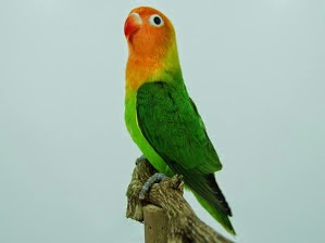 Foto Burung Lovebird Kepala Terbaik