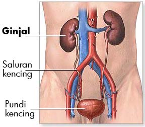 Buah Pinggang Rosak Secara Senyap