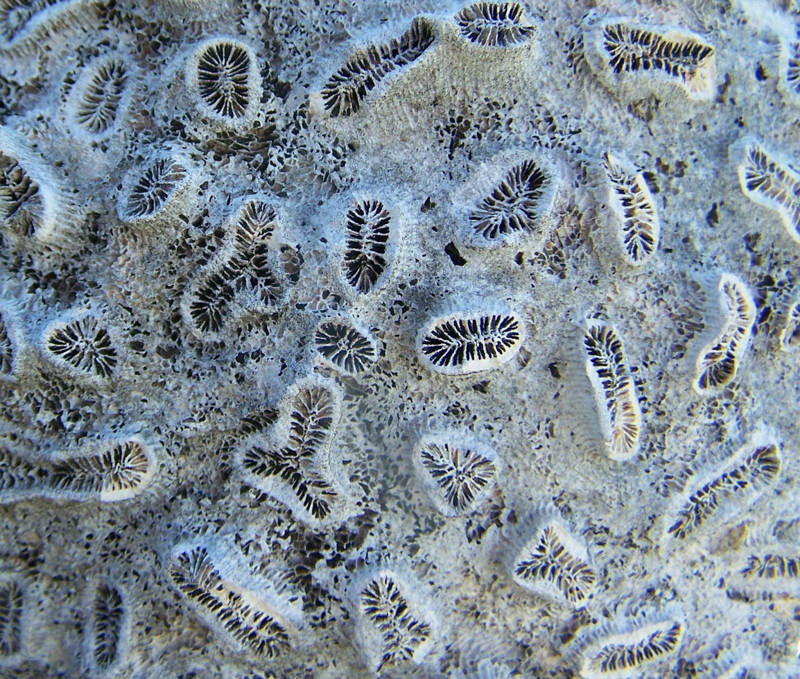 My Backyard: Debbie&rsquo;s Wallpapers