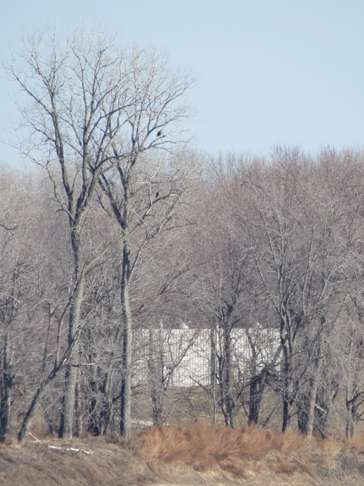 Saint Louis Adventures Eagle Watching and Clarksville, MO