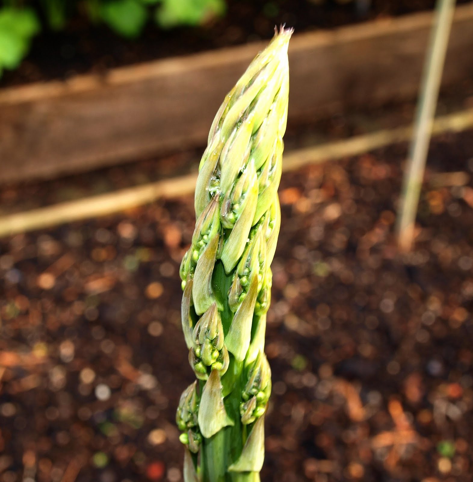 Mark's Veg Plot The end of the Asparagus season