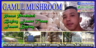 Desain mmt gamul mushroom Desain mmt gamul mushroom
