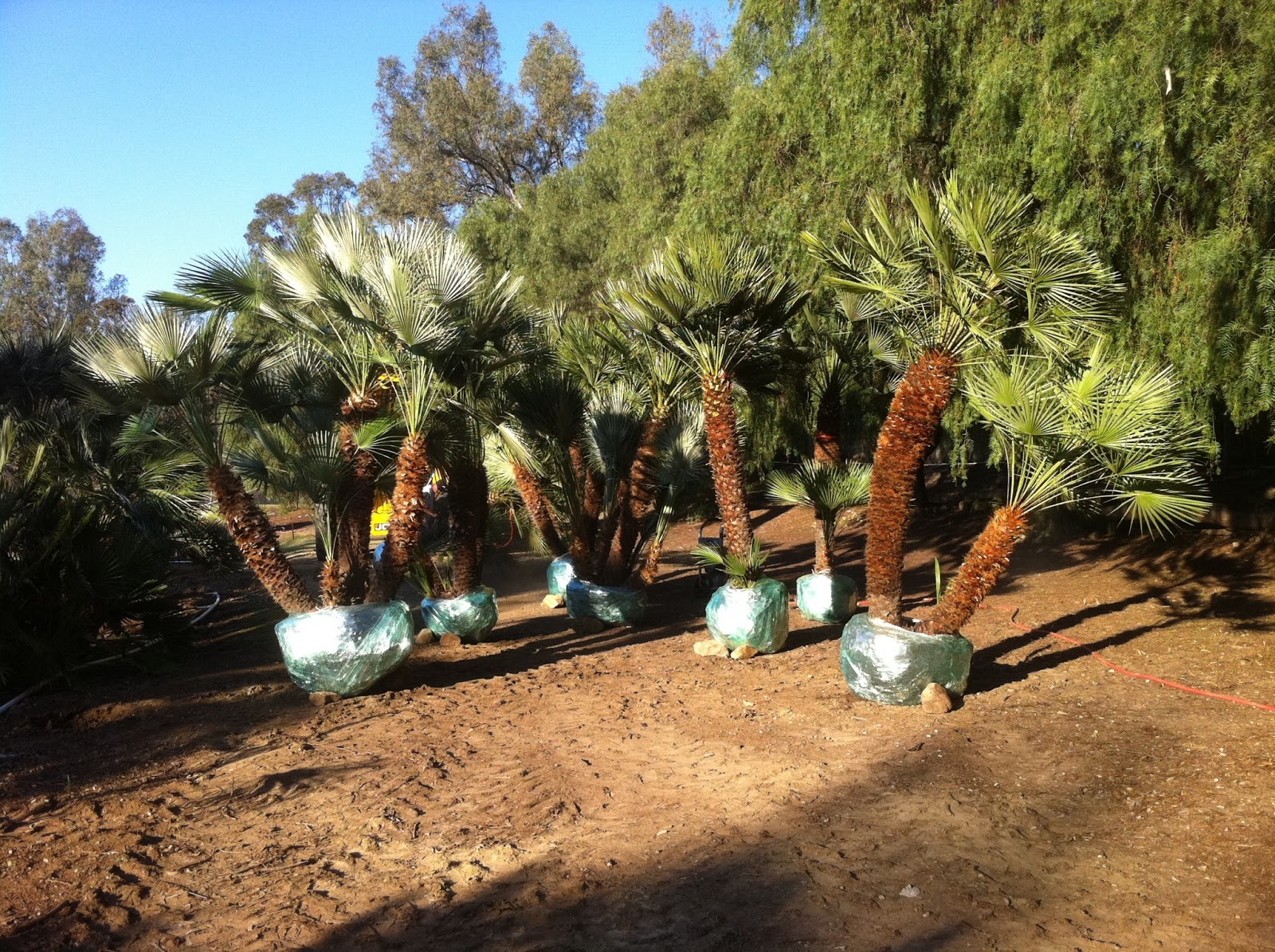Gregory Palm Farms Mediterranean Fan Palms For Northern California