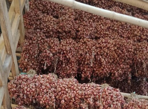 Indah Dhamayanti Putri Ungkap Lonjakan Produksi Bawang Merah Untungkan Petani Bima Indah Dhamayanti Putri Ungkap Lonjakan Produksi Bawang Merah Untungkan Petani Bima