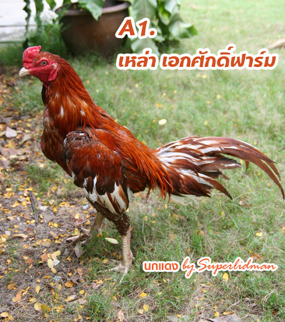 My Image 28