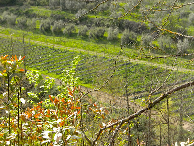 the environs of Villa Vignamaggio
