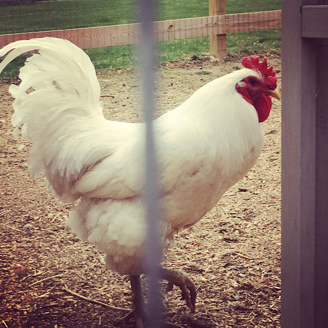 Ruple Farms - New Jersey Giant Rooster