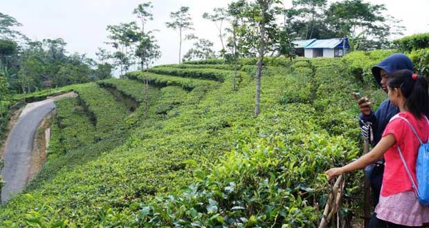 Kebun Teh Nglinggo