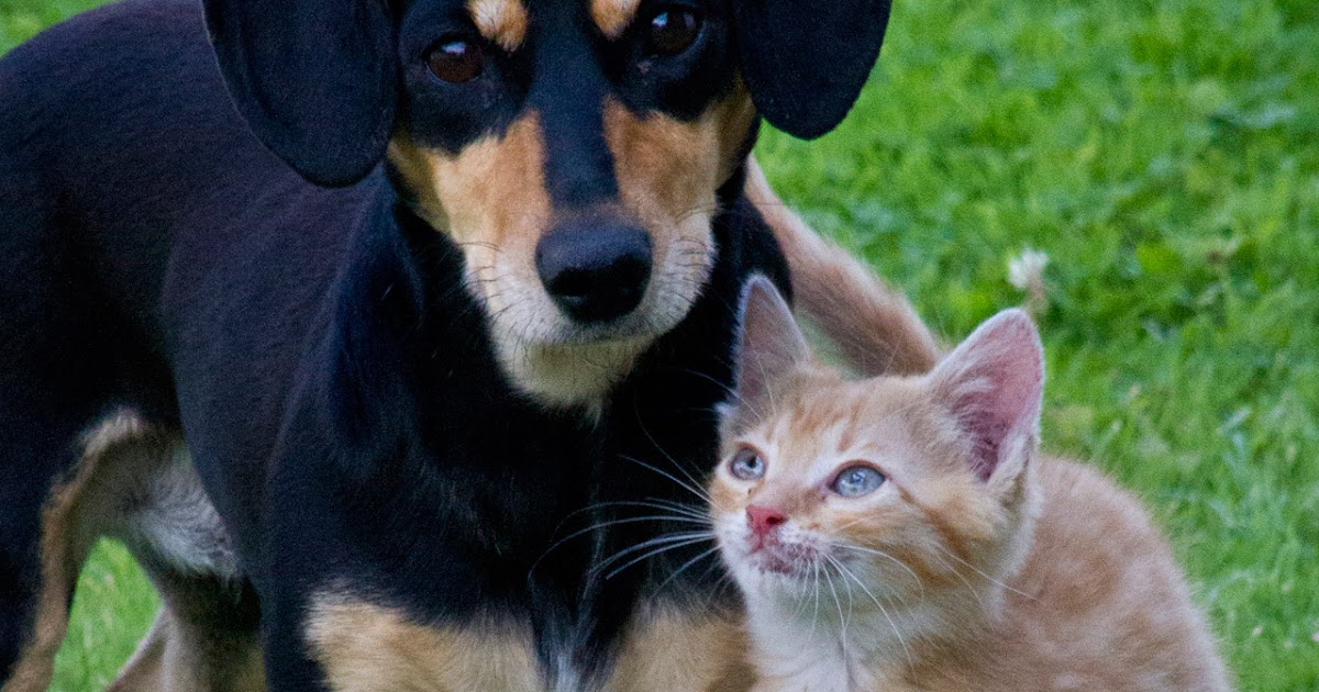 Perritos y gatitos juntos, buenos amigos Perritos y gatitos juntos, buenos amigos