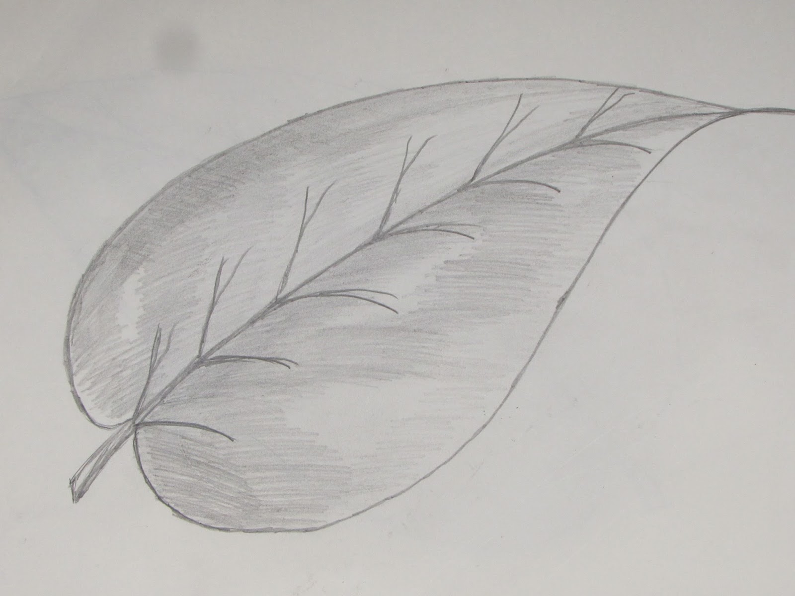 Картинка лист карандашом. Листья рисунок карандашом для срисовки. Листья и цветы карандашом. Зарисовки листьев карандашом. Рисунок листьев карандашом.