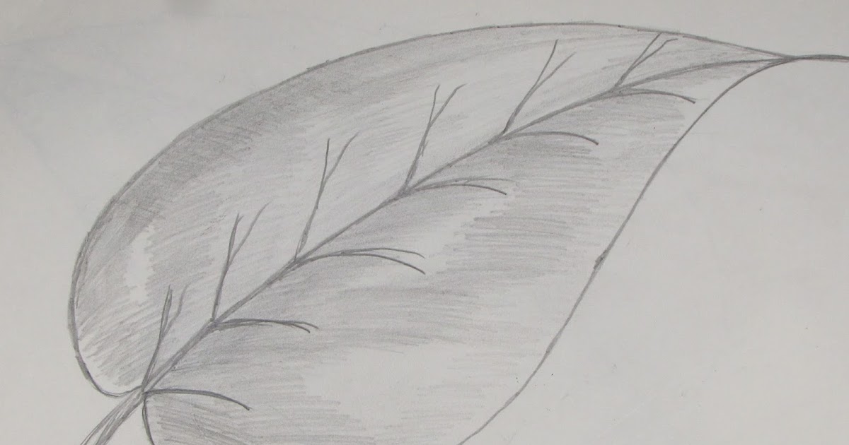 Richa Art Club How To Draw Or Sketch Of Simple Plane Leaf 1