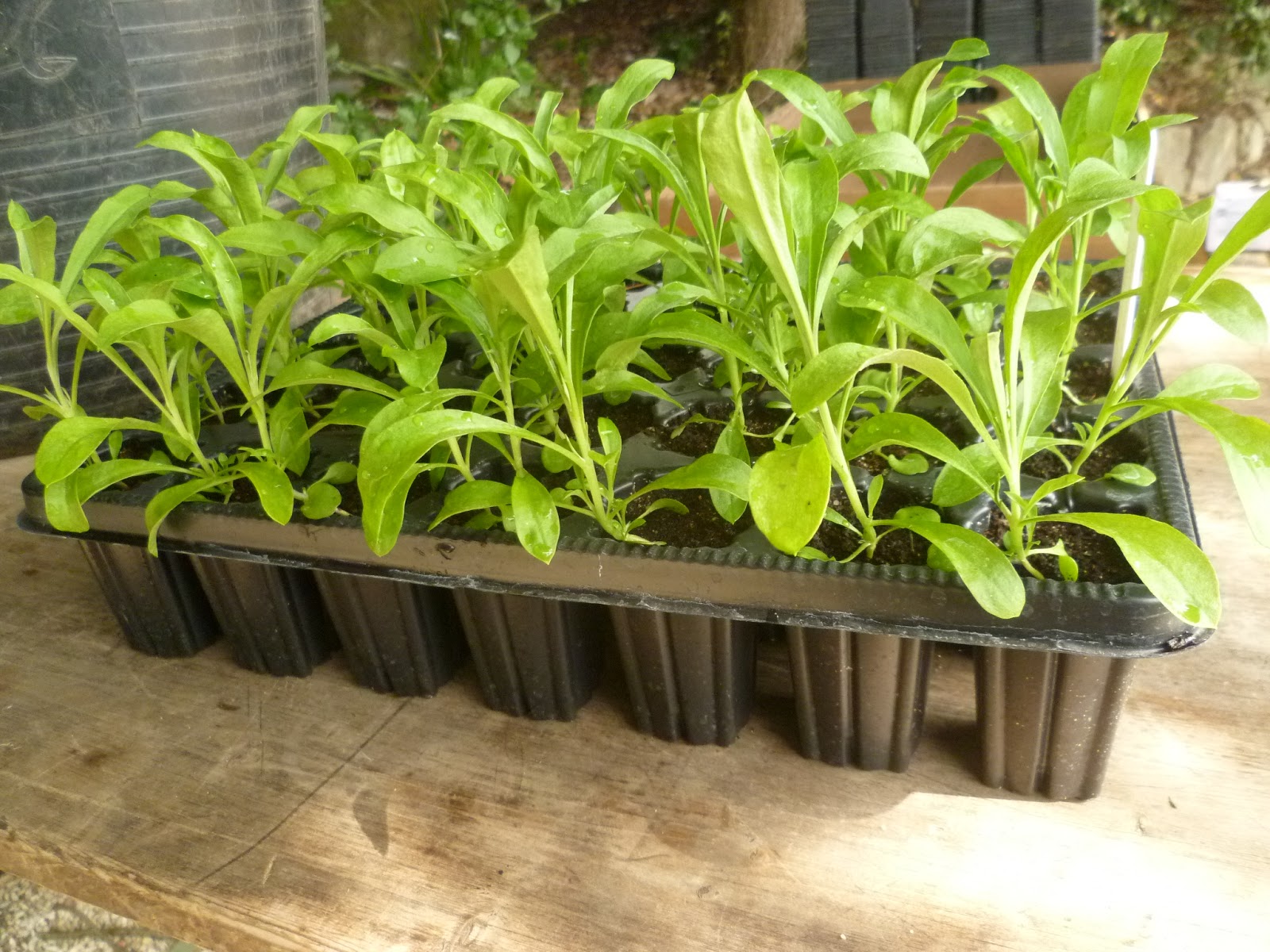 Worcester College Gardeners 20092018 Potting Up The Young Homegrown