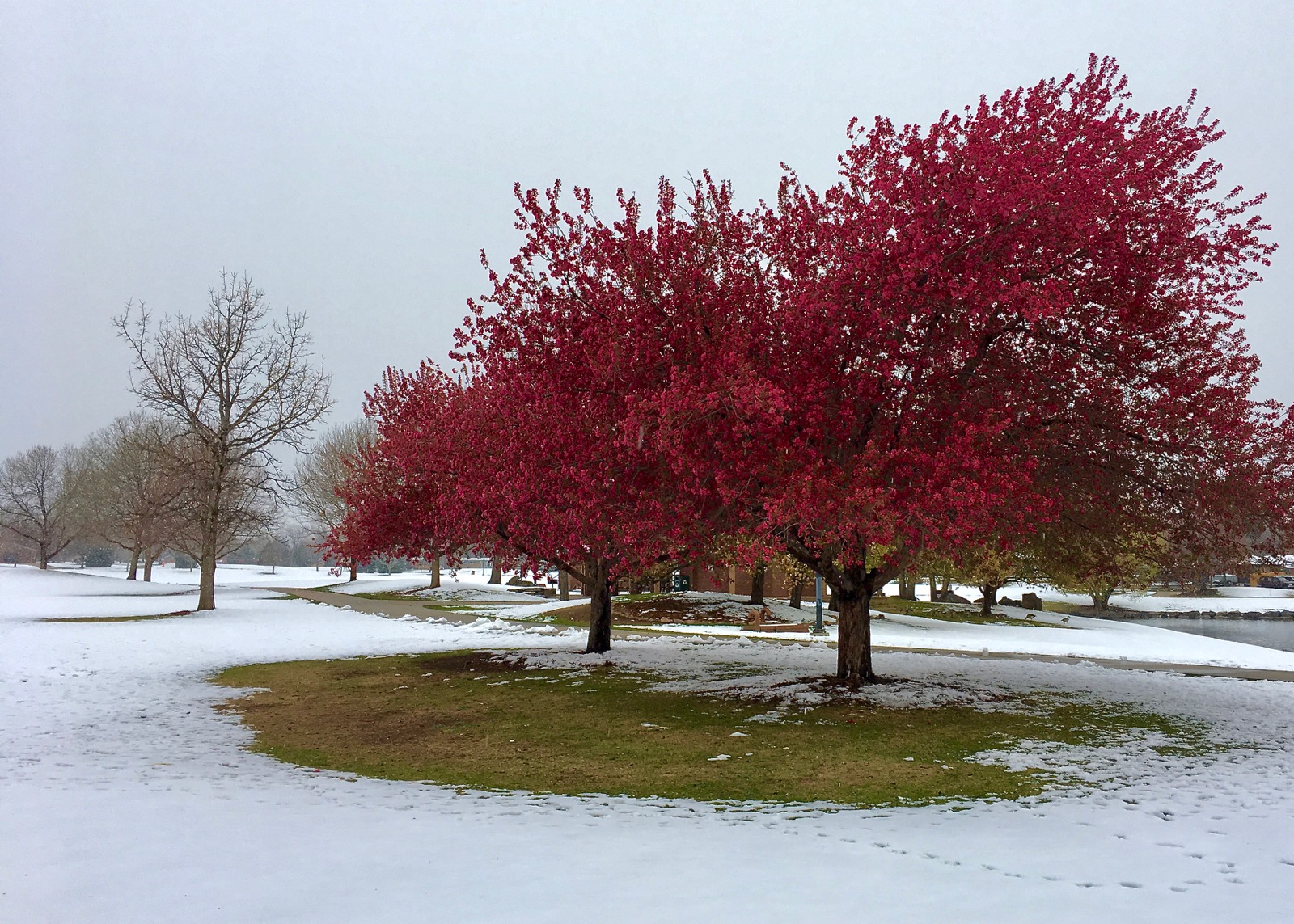 Impression Evergreen O'Kane Park A Refuge of Greenery