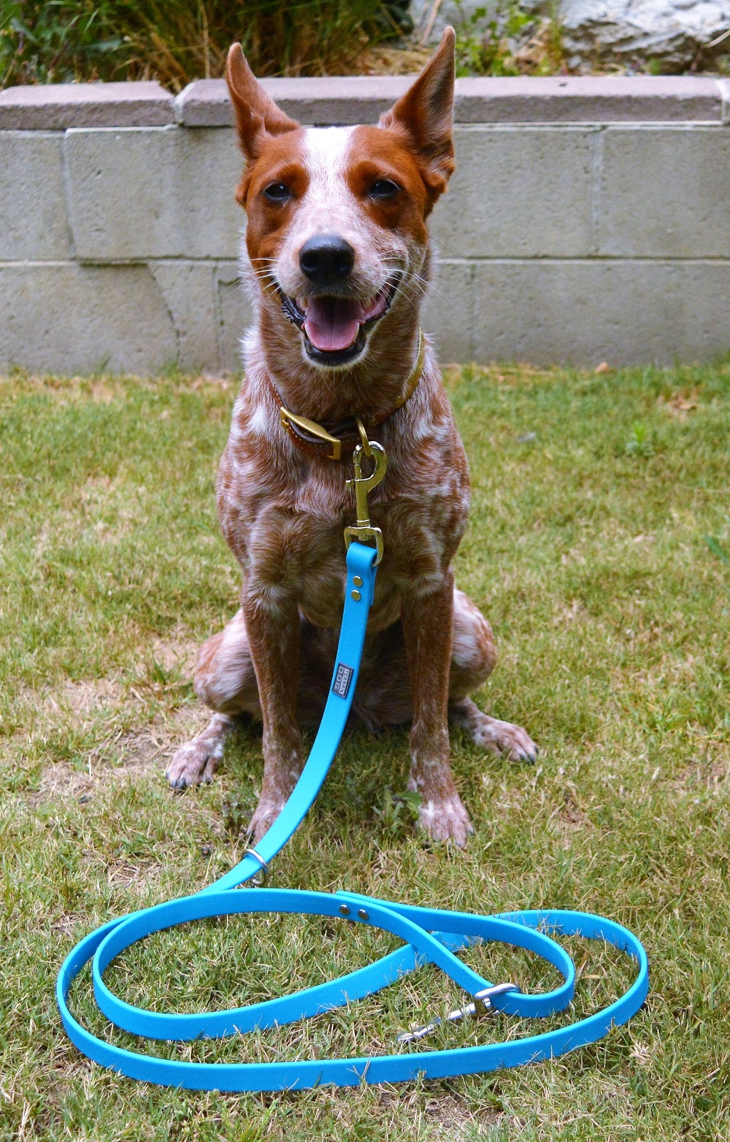 italian greyhound as pets