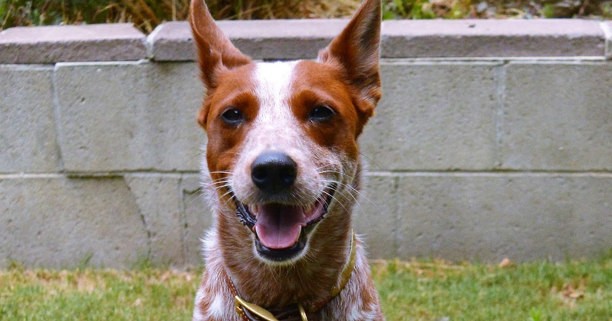 The Dog Geek Product Review Terrain D.O.G. Hunting Dog Leash