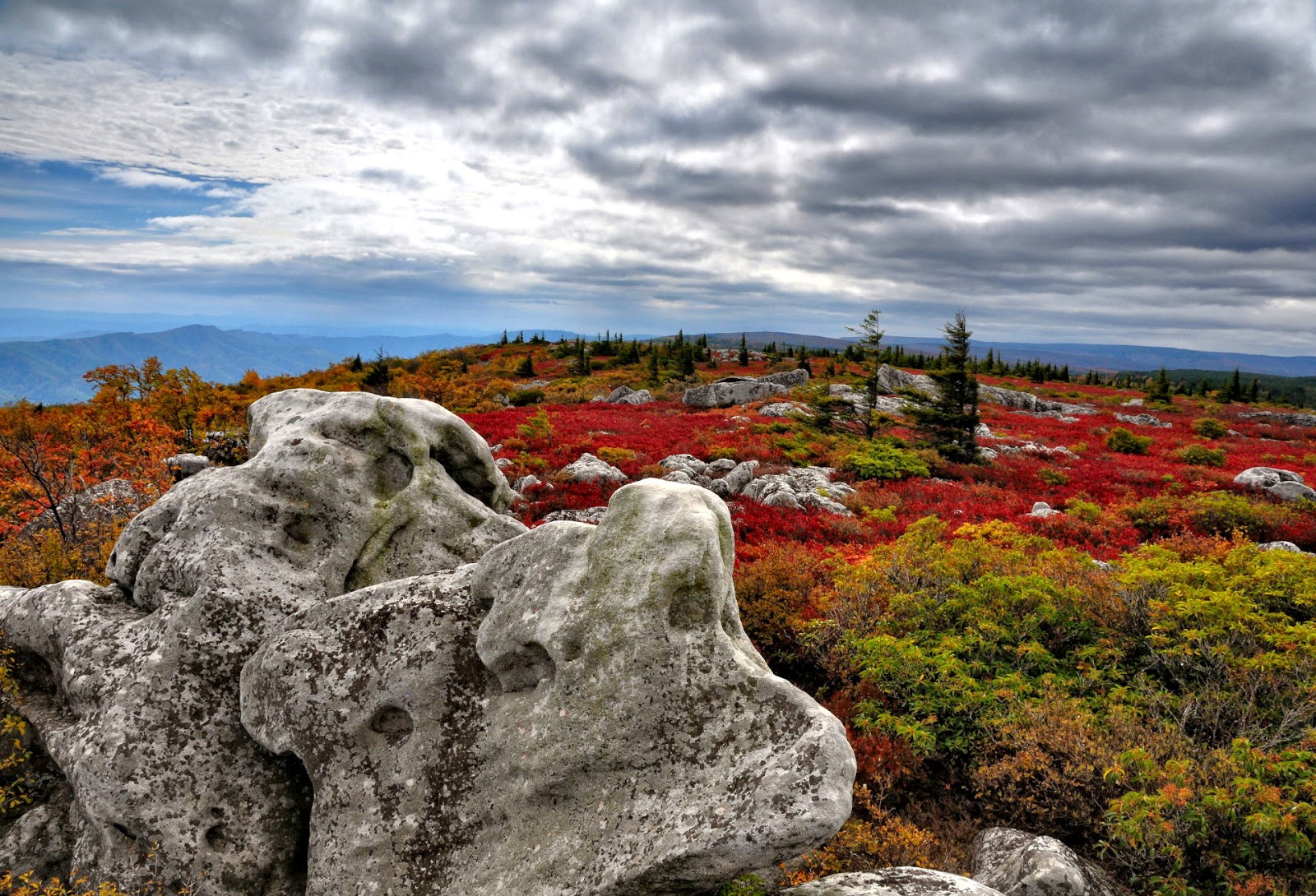 Discover West Virginia Dolly Sods An Island in the Sky
