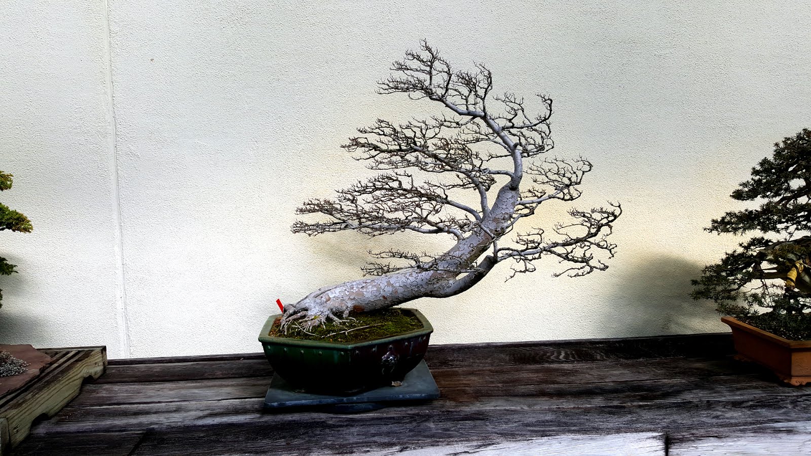 Bonsaimisadventures Bonsai design or what I learned from watching a