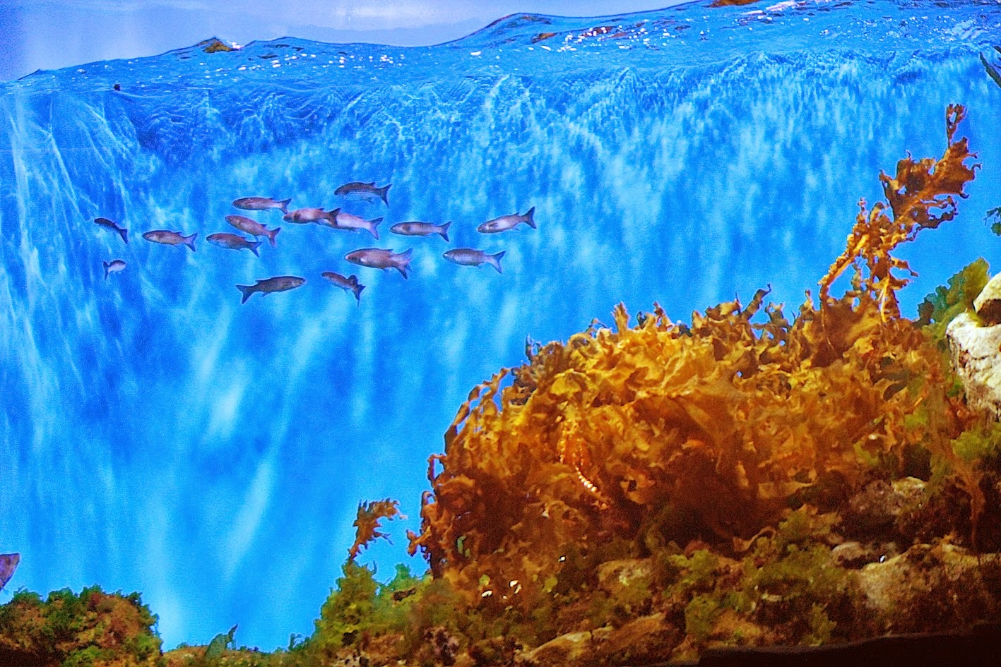 Chine le plus grand aquarium du monde sur une île laboratoire des