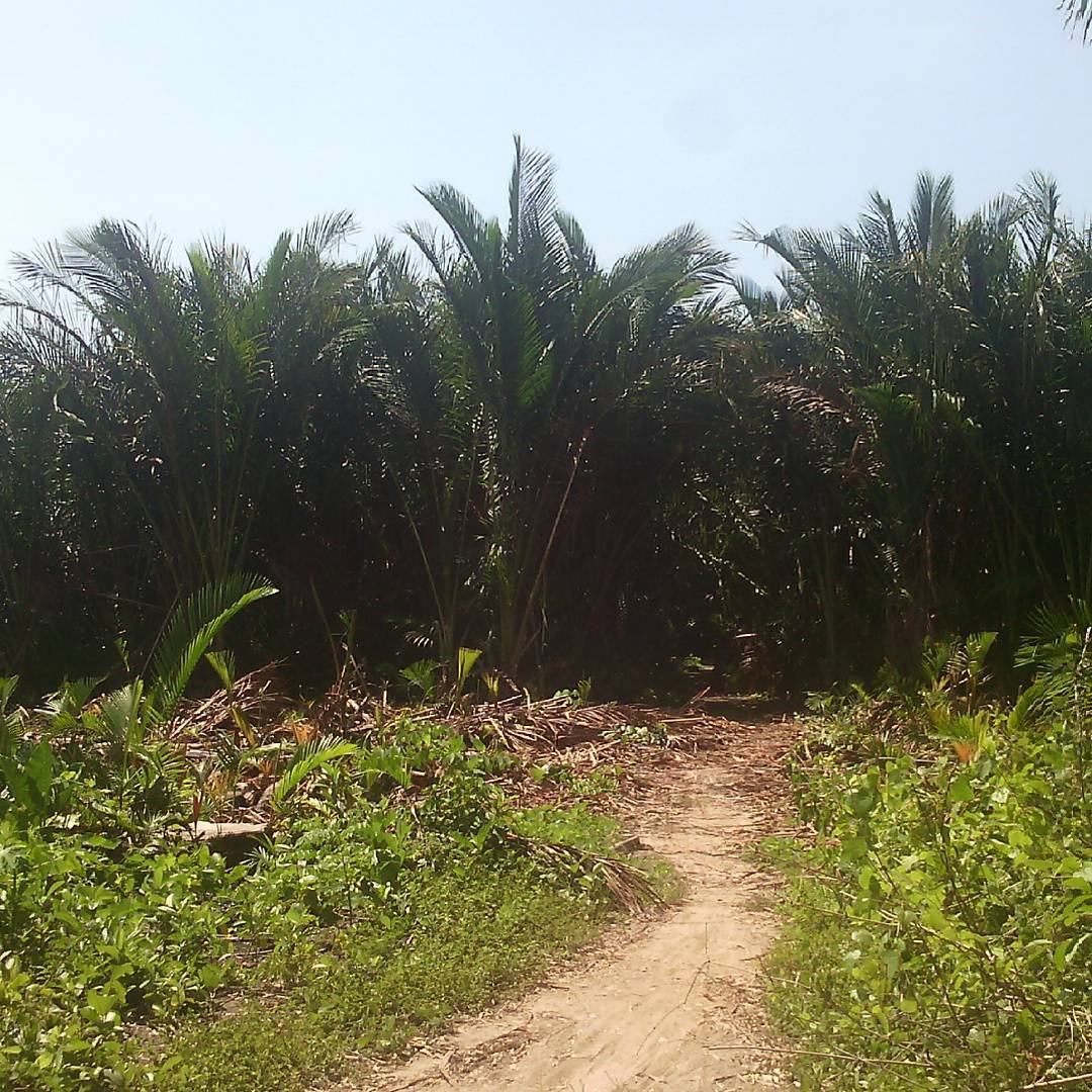 Kebun Sagu Milik Bersama di Pulau Seram – Community Saint Lucia