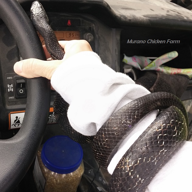 Easy ways to keep snakes out of the chicken coop! Murano Chicken Farm