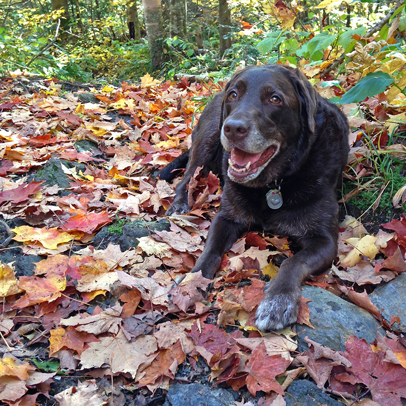 Mon Labrador parmi les feuilles mortes colorées