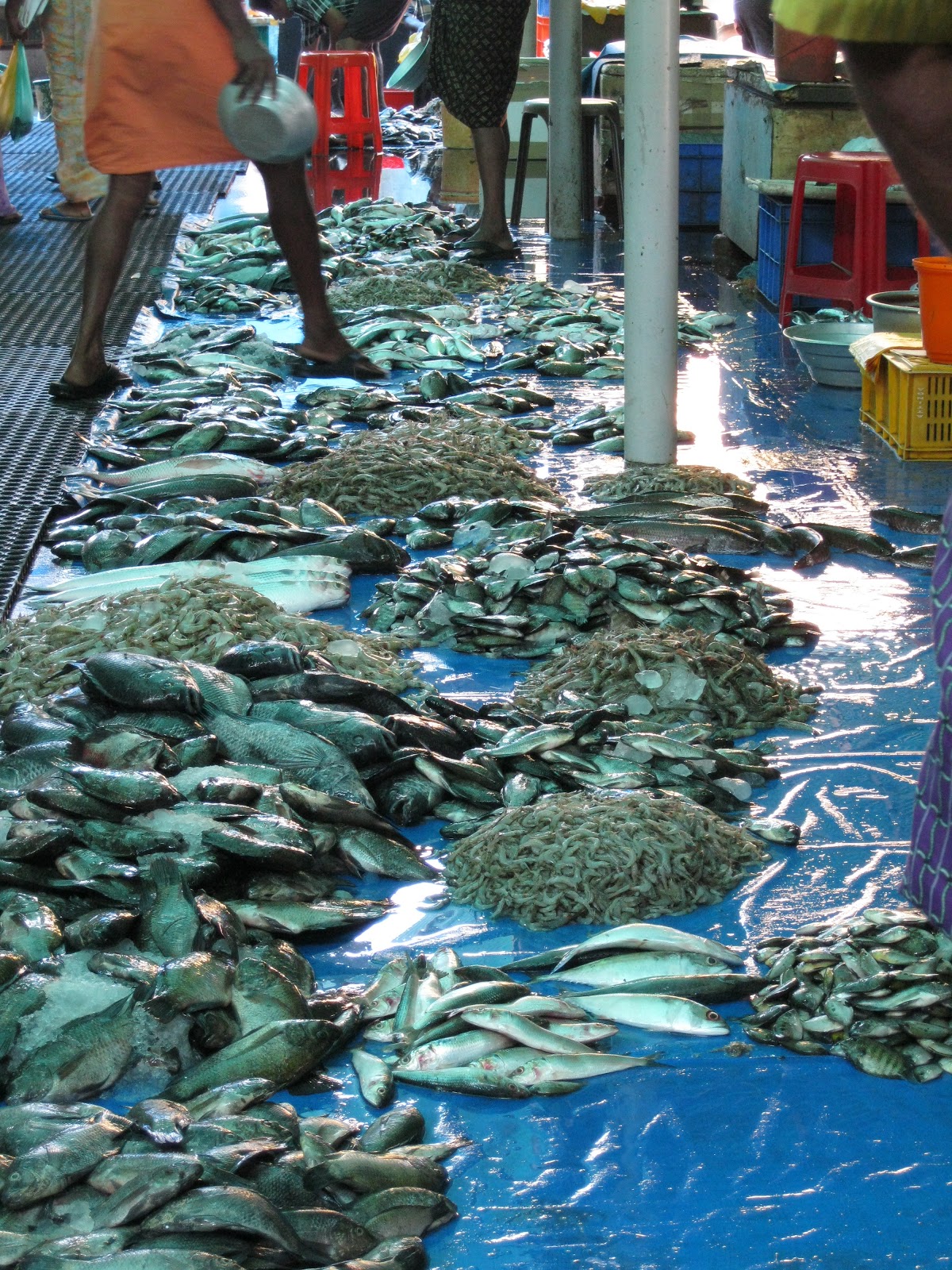 kerala2dolist 184 Visit Varapuzha market, and buy some fresh fish