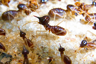 Termites: The essentials you need to know