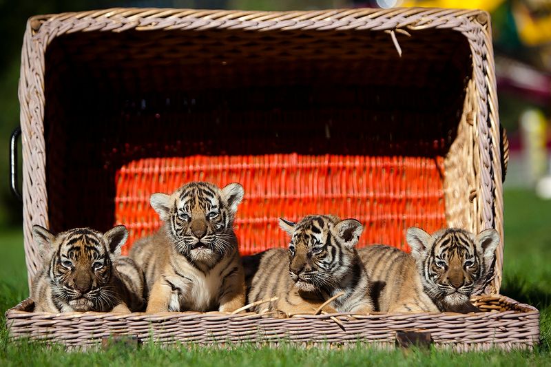 tiger basket