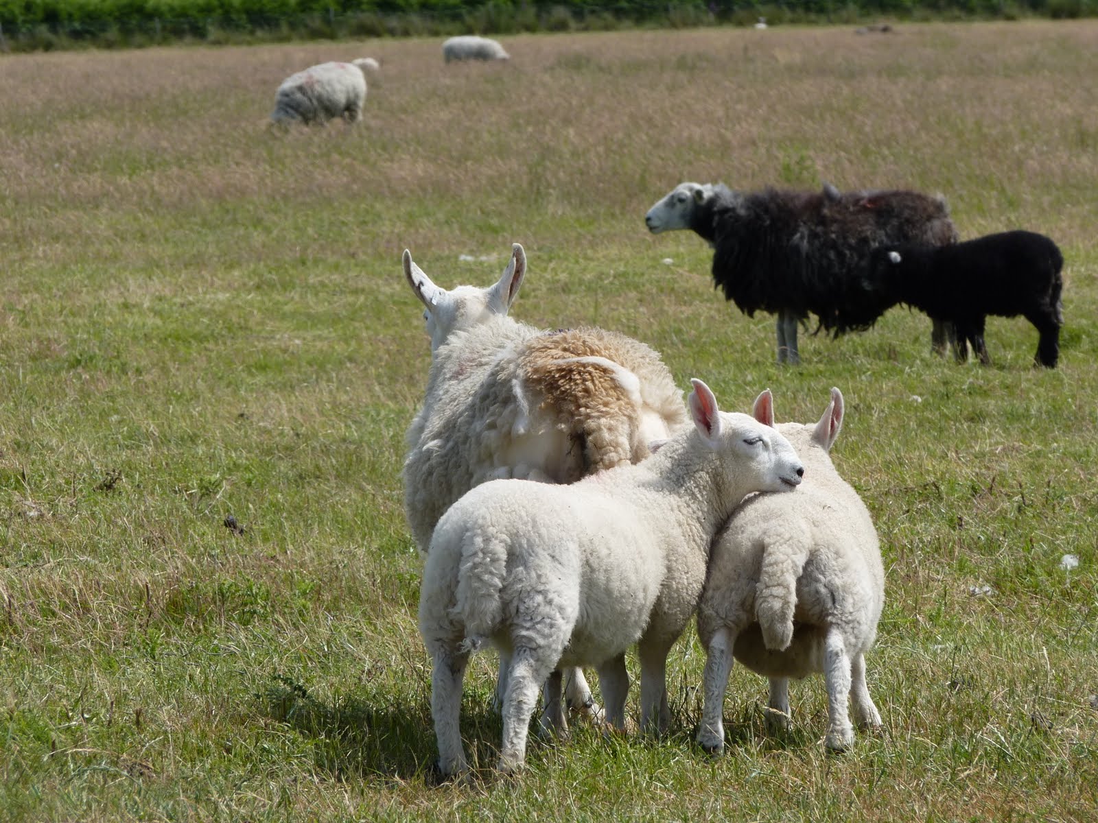 A Raft of Apples: ABC Wednesday - Ruminants