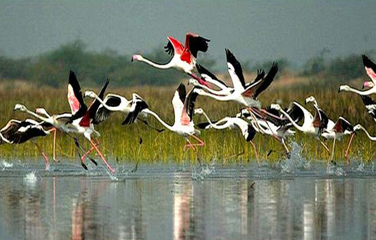 Cycle Safaris in the Keoladeo National Park 