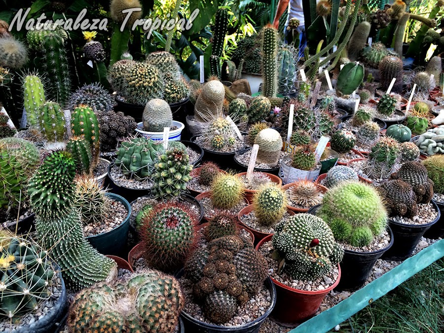 Colección de cactáceas