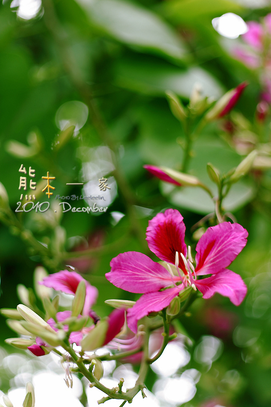 三峽北大學府路。艷紫荊櫻花步道~特區最美的人行道